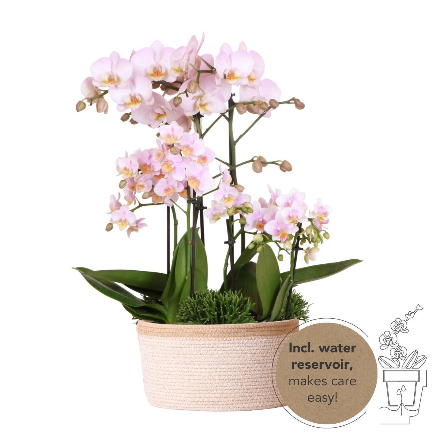 Kolibri Orchids | rosa Pflanzenset im Baumwollkorb - Pflanzfix24