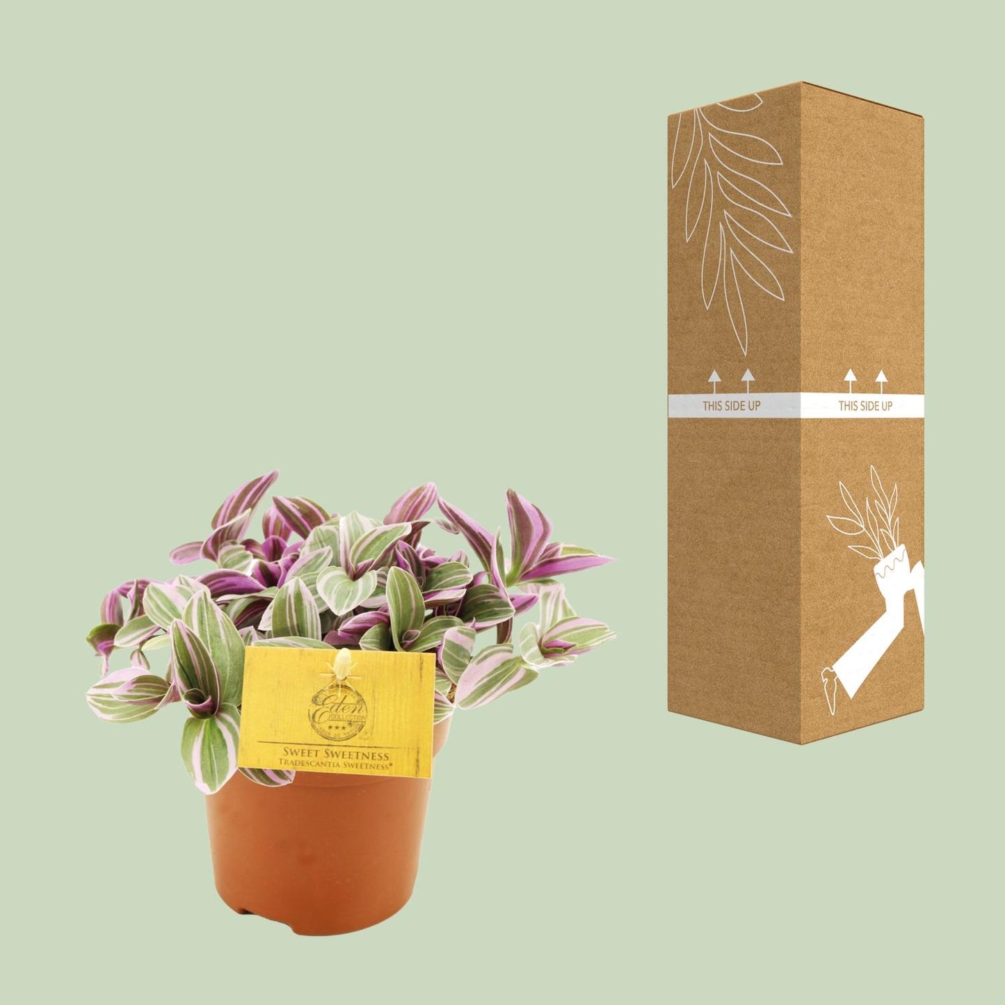 Tradescantia Sweetness – Schönpflanze (Dreimasterblume) | Pflanzfix24.de - Pflanzfix24.de