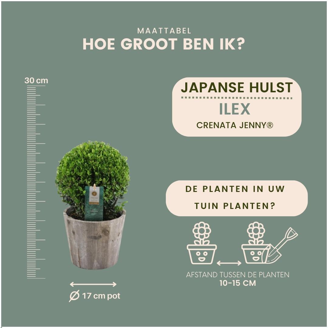 2x Ilex crenata 'Jenny' bol in houten pot | set van 2 stuks | 20 cm Ø diameter - Pflanzfix24