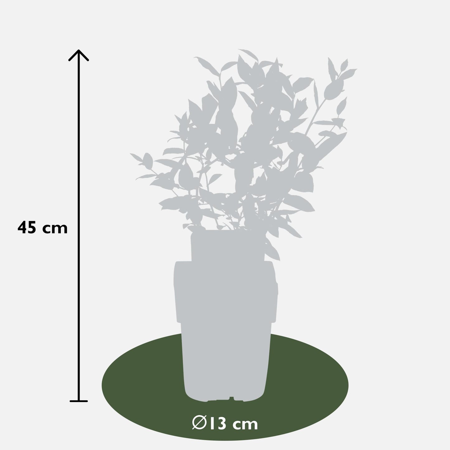 5x - Vaccinium corymbosum 'Brigitta Blue' - ↨45cm - Ø13 - Pflanzfix24