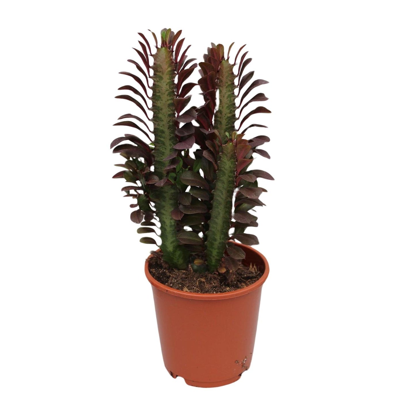 Afrikanischer Milchbaum - Euphorbia Trigona Rubra - Ø12cm - ↕40cm von Pflanzfix24