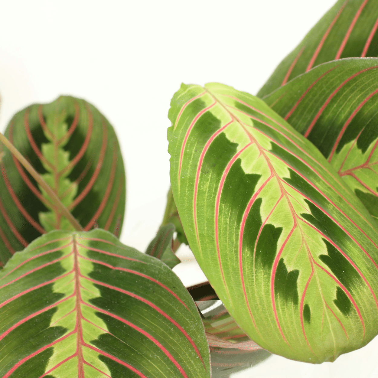 Maranta Fascinator 2er-Set Ø12cm | Pflanzfix24.de - Pflanzfix24.de