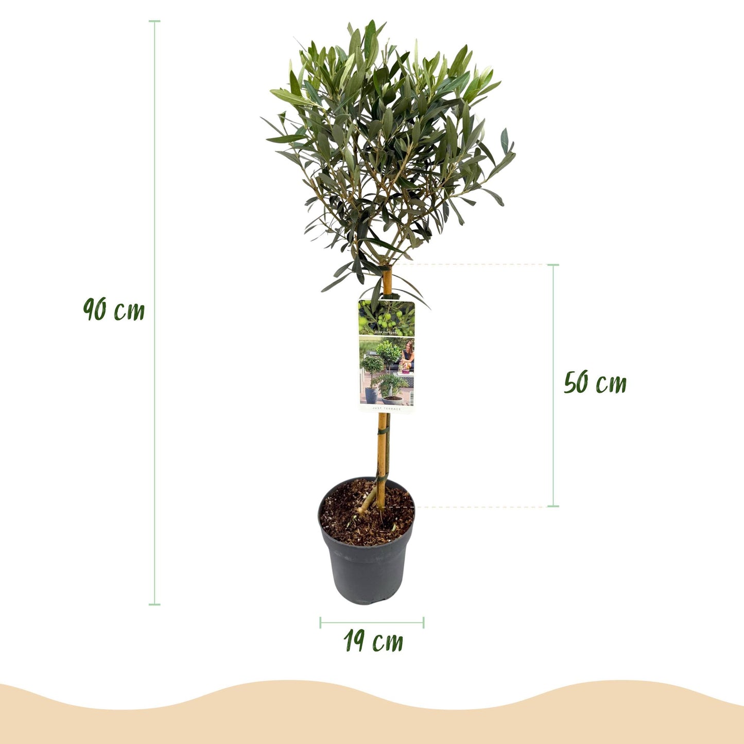 Olea Europaea - Olivenbaum auf Stamm - Terrassenpflanze - Immergrün - Topf 19cm Höhe 90cm - Pflanzfix24.de - Pflanzfix24.de