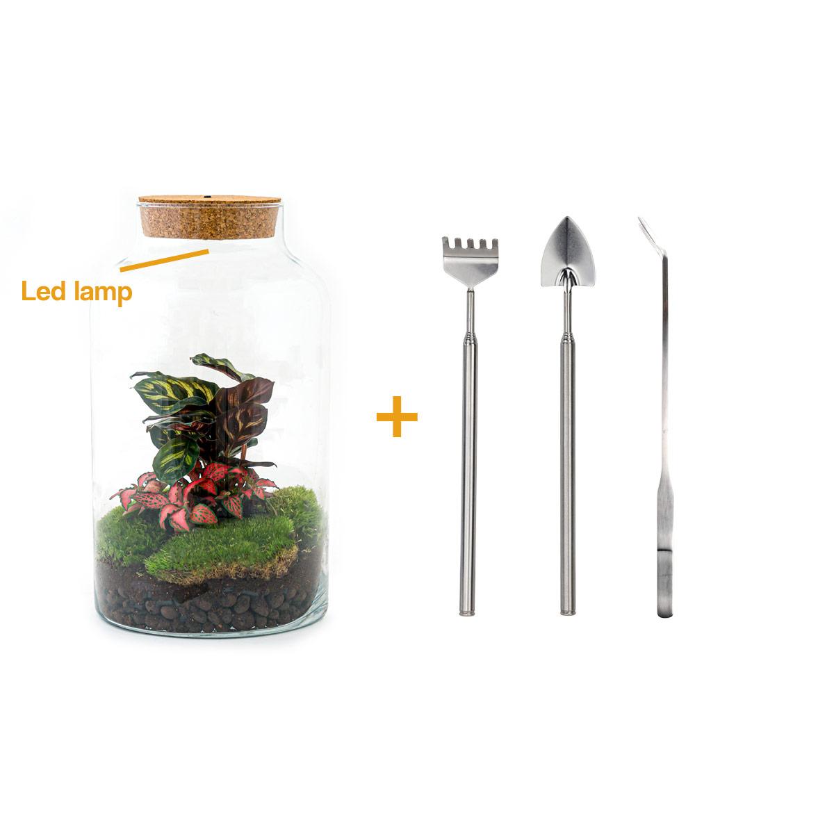 Flaschengarten - Milky Calathea mit Lampe - Pflanzfix24.de - Pflanzfix24.de
