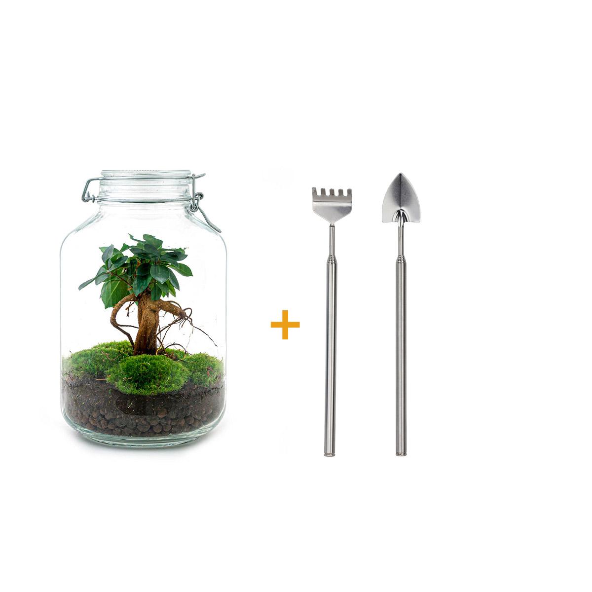 Flaschengarten - Ficus Ginseng Bonsai DIY Set - Pflanzfix24