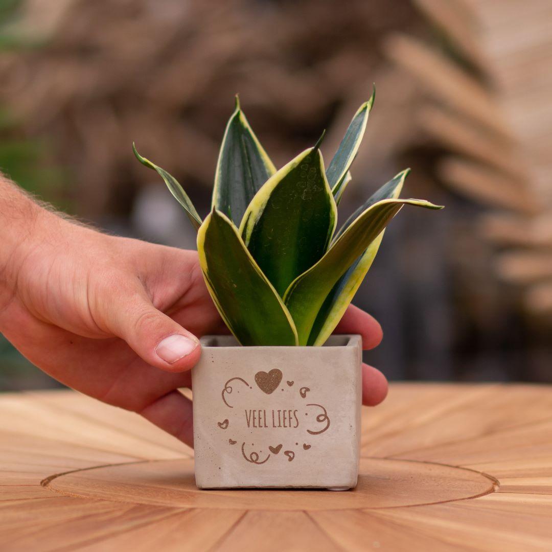 Congreet® Plantpot mit Sansevieria – persönliches, grünes Geschenk | Pflanzfix24