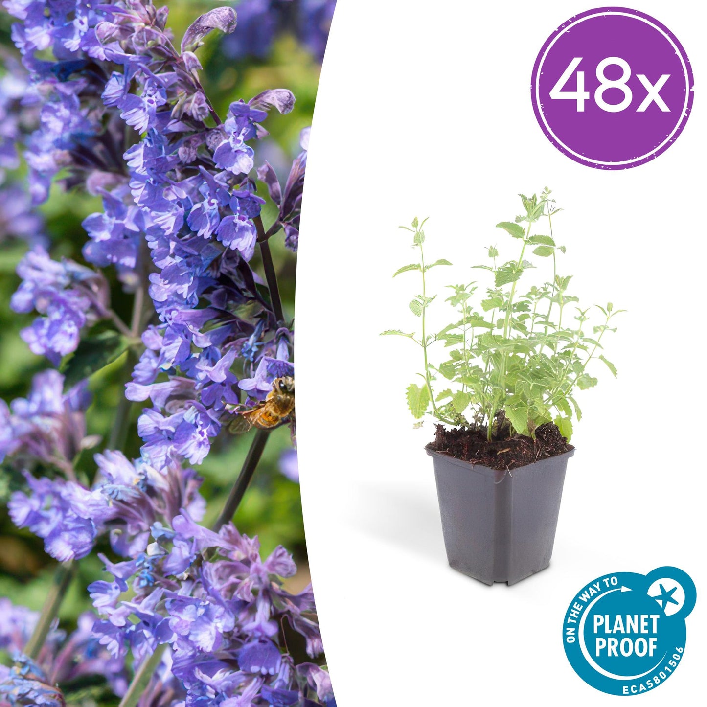 48x Nepeta 'Six Hills Giant' - ↕10-25cm - Ø9cm - Pflanzfix24