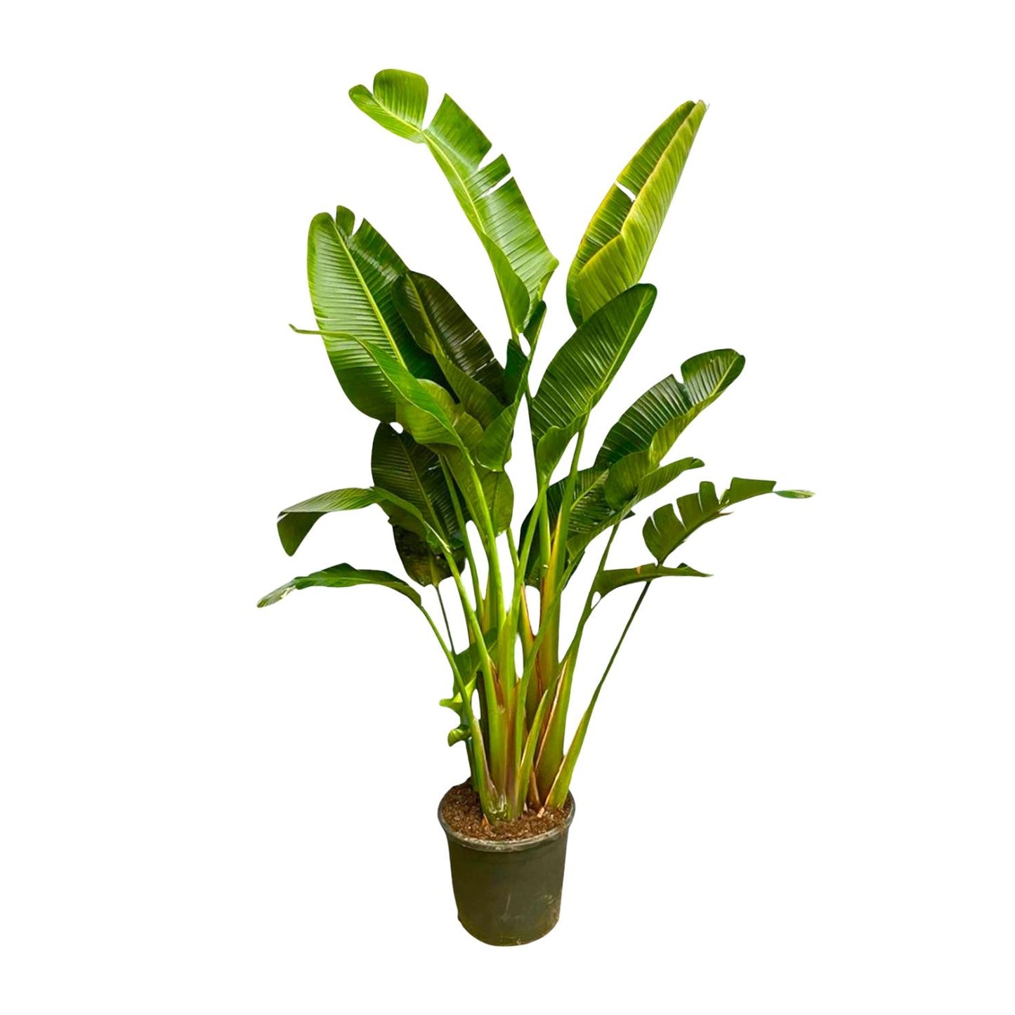 Strelitzia Augusta multi stam XXL 250 cm Ø30-40 – Weiße Paradiesvogel Pflanze | Pflanzfix24