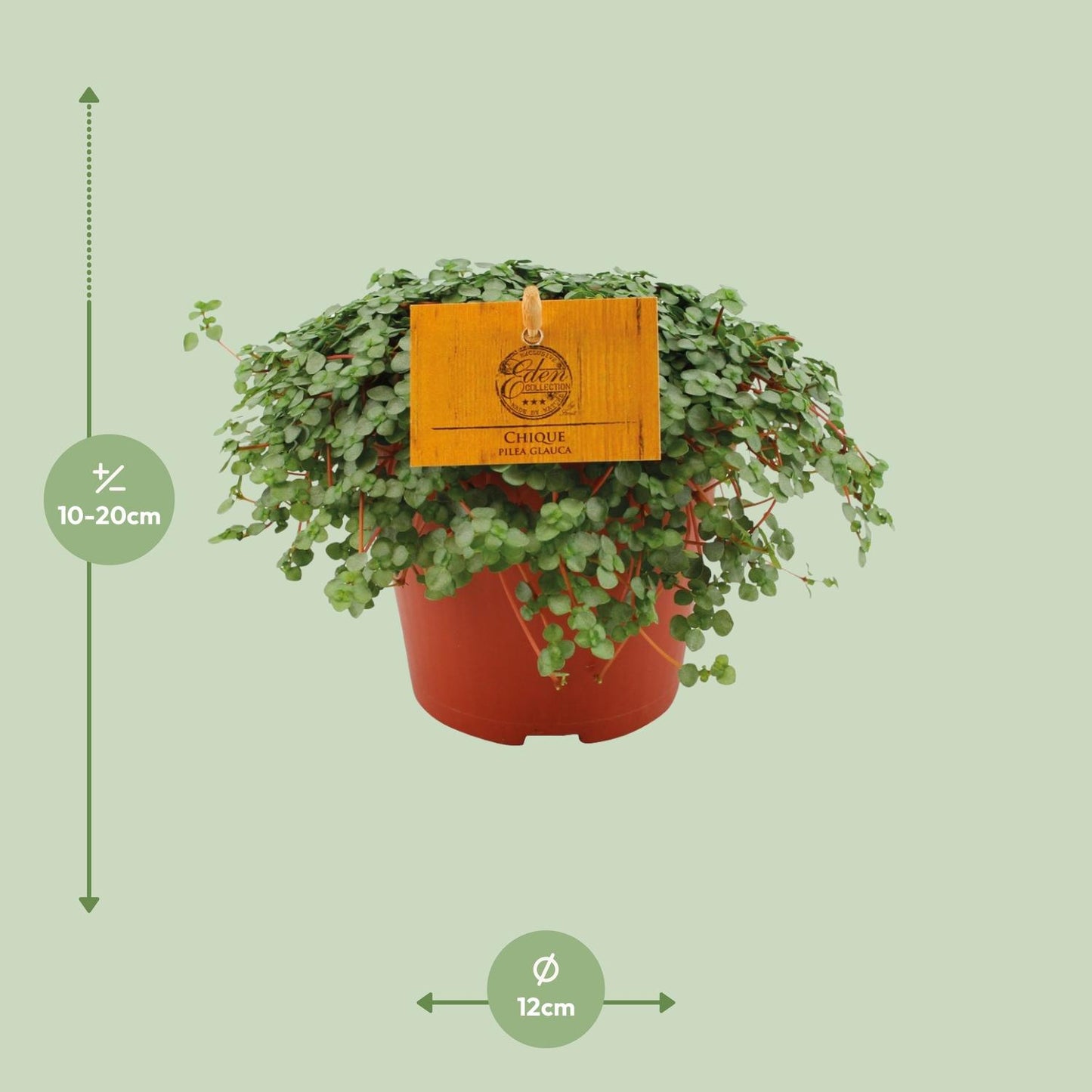Pilea Glauca - Ø12cm - ↕20cm - Pflanzfix24
