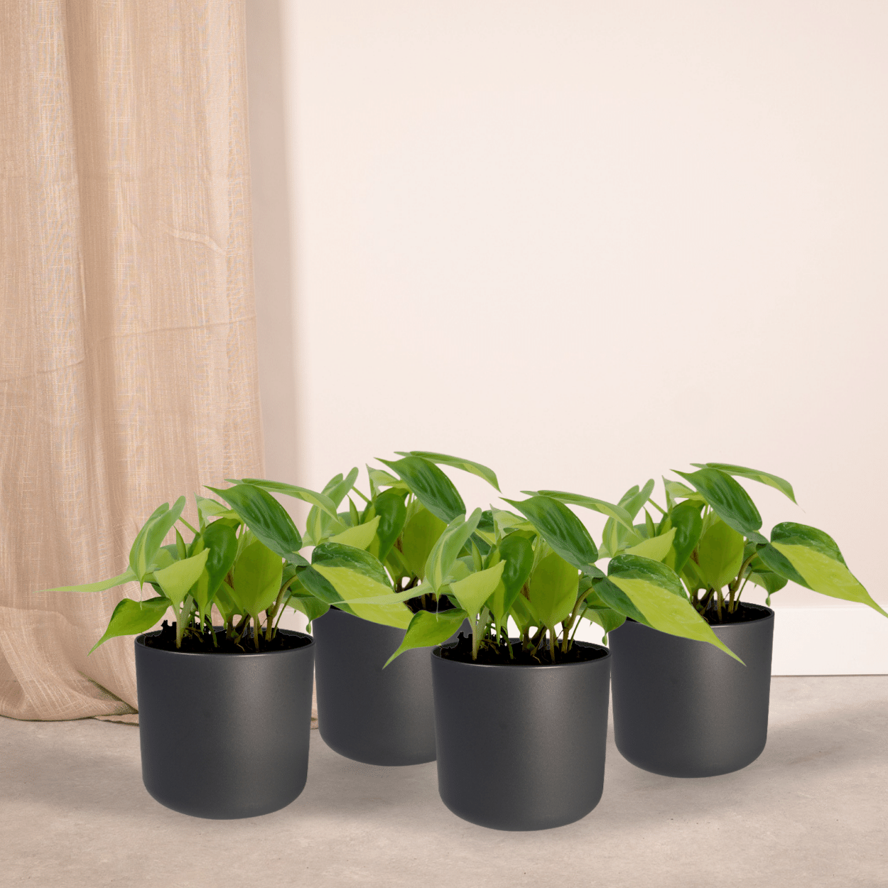 4er-Set Philodendron Scandens Brasil Ø12cm – Zimmerpflanzen | Pflanzfix24.de - Pflanzfix24.de