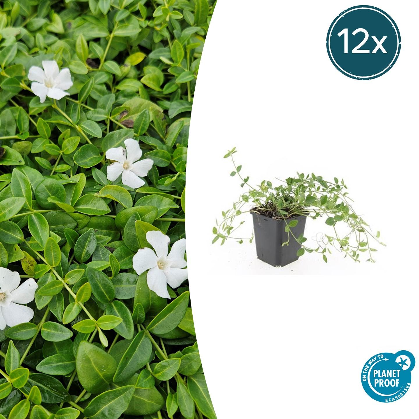 12x Vinca minor 'Gertrude Jekyll' Bodendecker 10-25cm Ø9cm | Pflanzfix24.de - Pflanzfix24.de