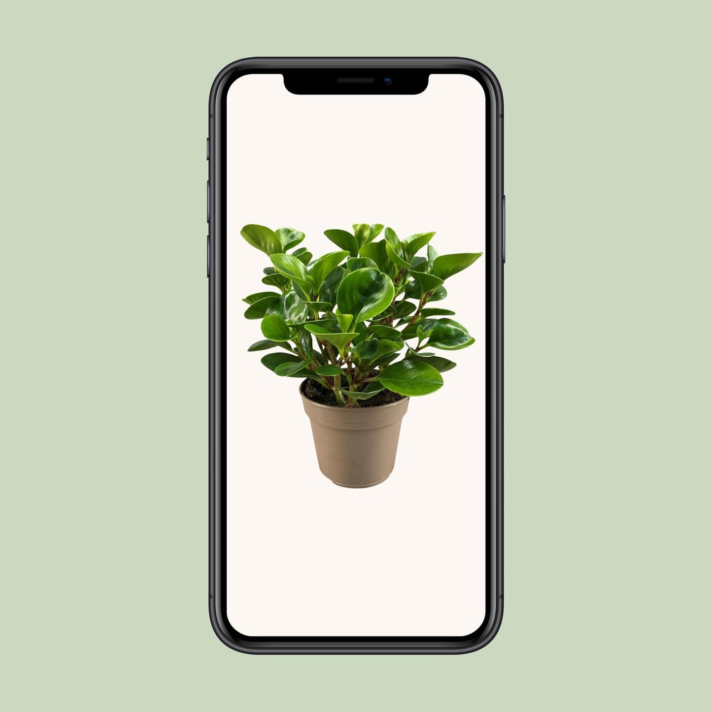 Peperomia Obtusifolia Lemon Lime - Pflanzfix24