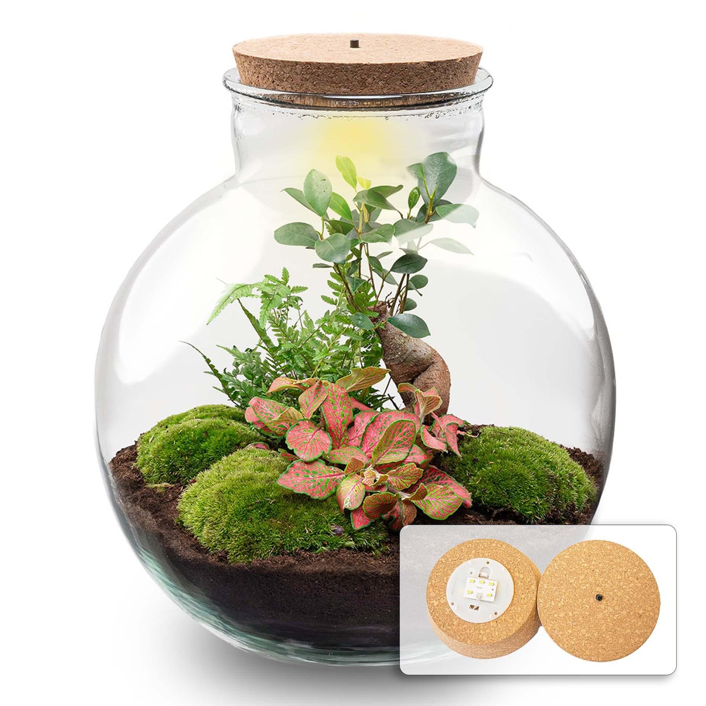 Terrarium Bolder Bob Bonsai + LED-Beleuchtung - Pflanzfix24