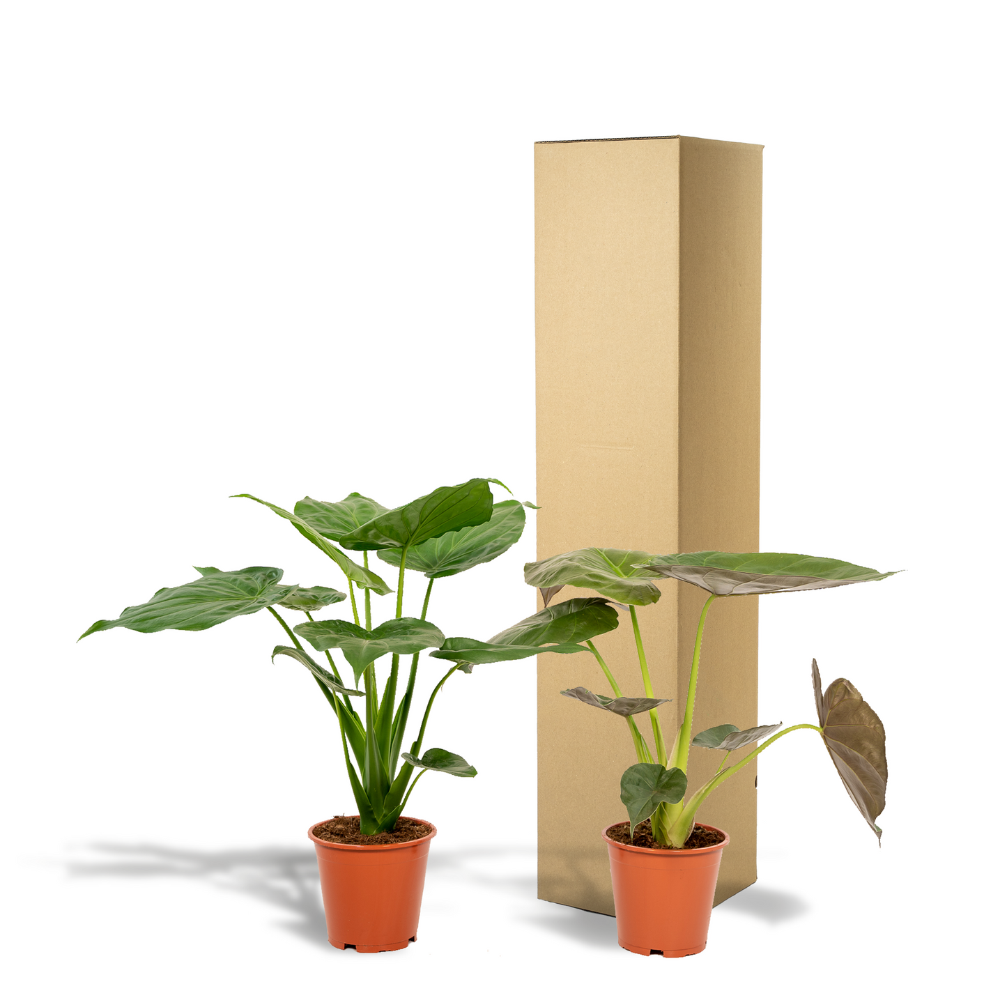 Alocasia Cucullata & Alocasia Wentii - Zimmerpflanzen-Set - Pflanzfix24.de - Pflanzfix24.de