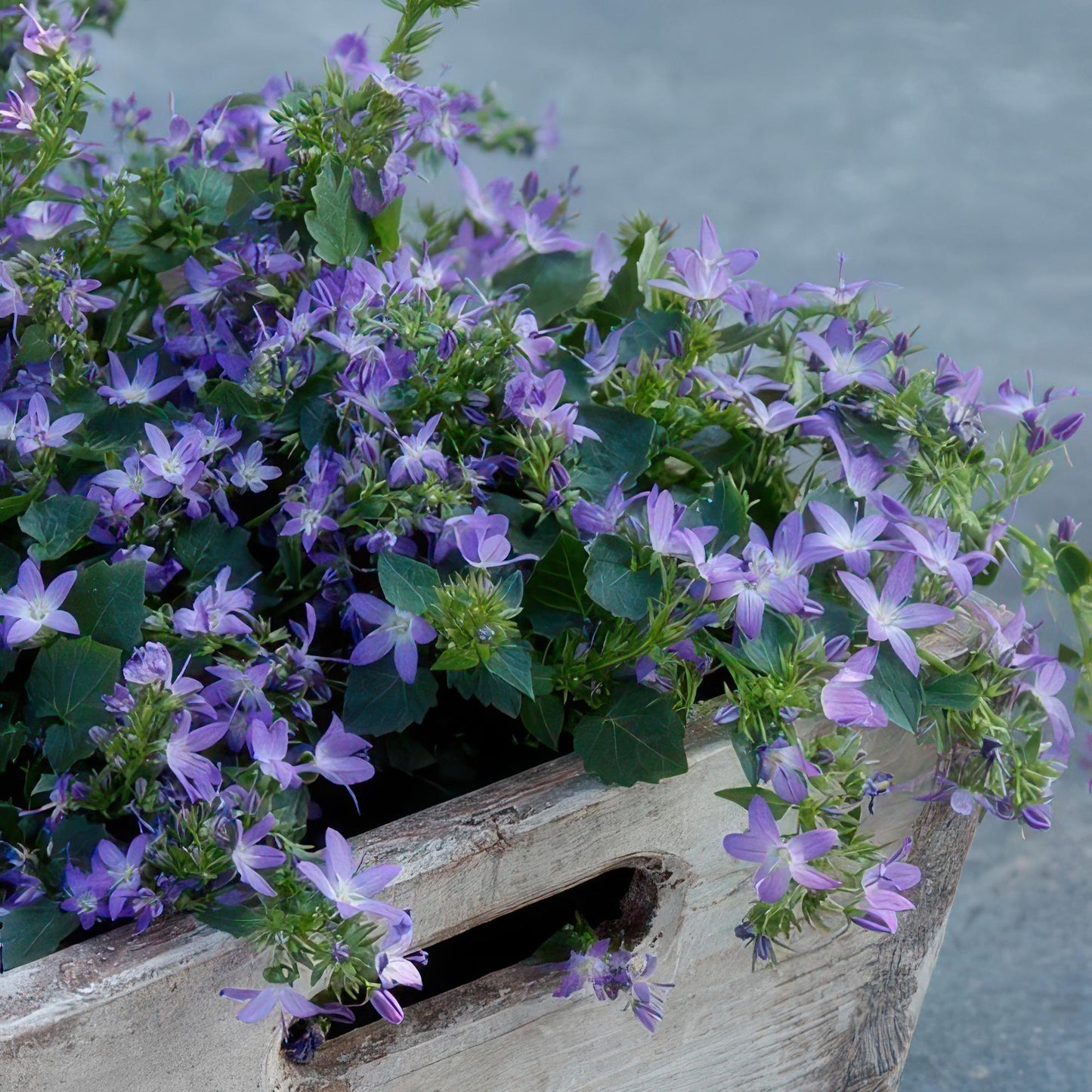 20x Campanula poscharskyana 'Stella' - ↕10-25cm - Ø9cm - Pflanzfix24