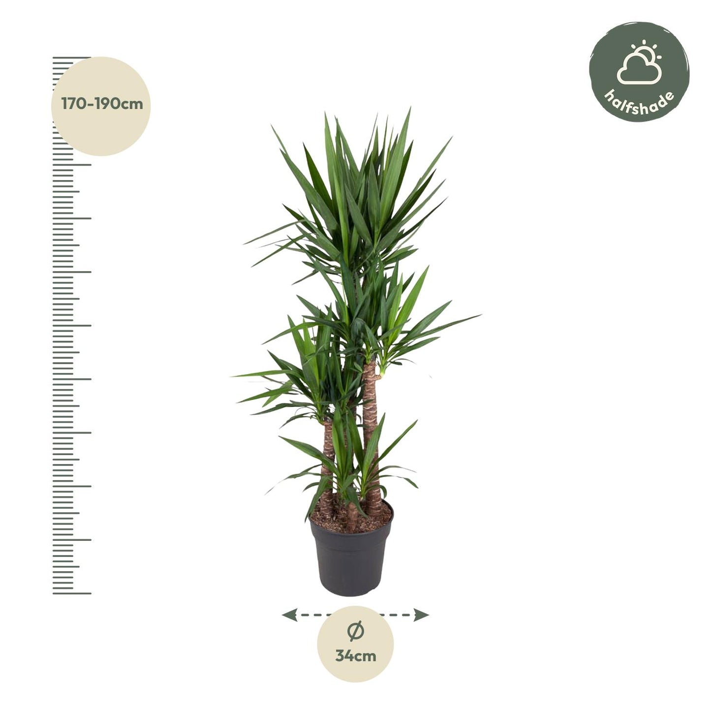 Yucca Elephantipes 180 cm – Pflanzfix24.de - Pflanzfix24.de