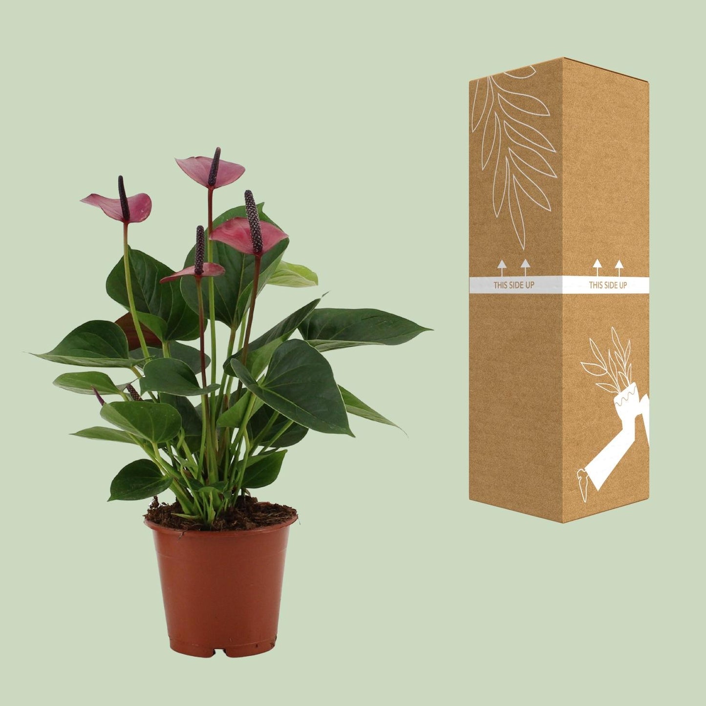 Anthurium Baby Purple In Transparant Sleeve - Ø12cm - ↕36cm - Pflanzfix24