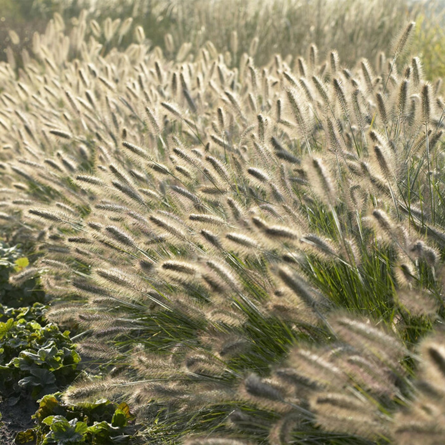 12x Pennisetum alopecuroides 'Hameln' – Ziergras | Pflanzfix24.de - Pflanzfix24.de