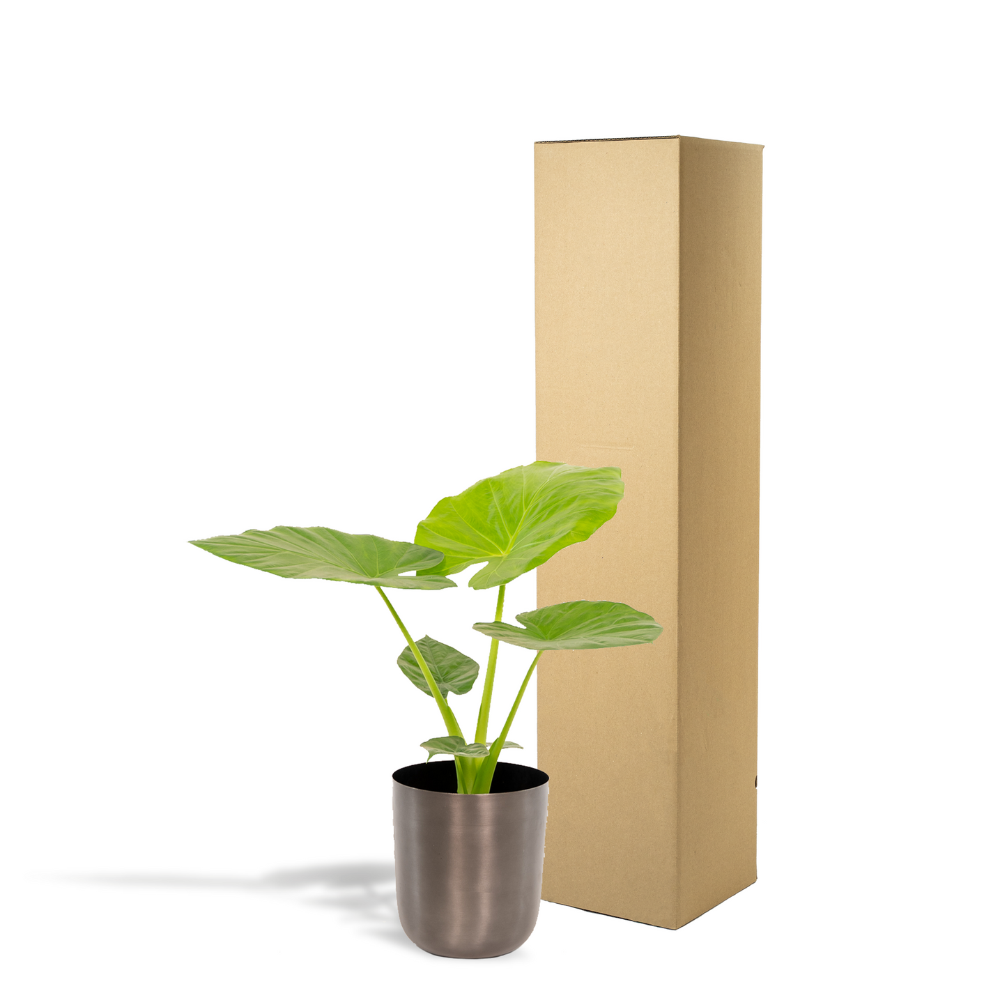 Alocasia Macrorrhiza - Ø19cm - ↕70cm + Topf Mayk Lead - Pflanzfix24