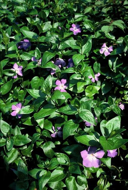 12x Vinca major – Robust & immergrün | Pflanzfix24.de - Pflanzfix24.de