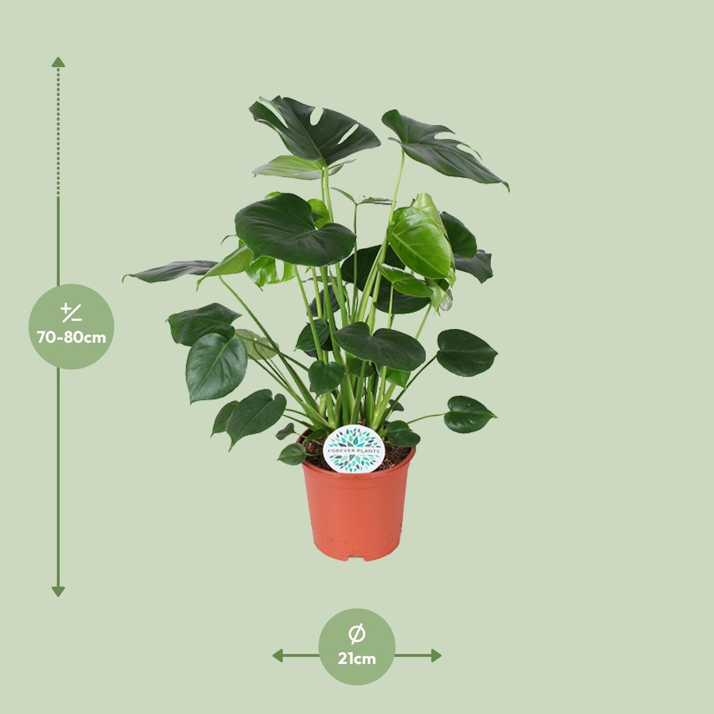 Monstera Deliciosa - Ø21cm - ↕80cm - Pflanzfix24