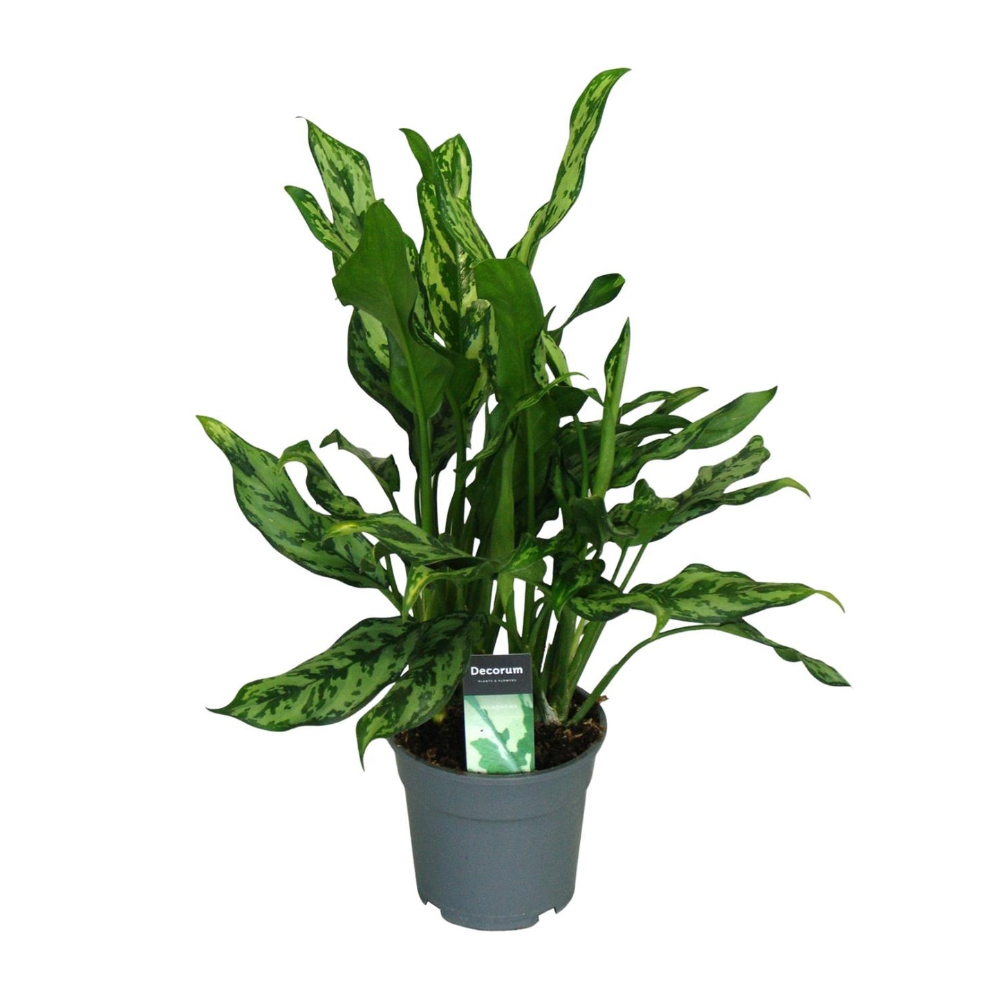 Aglaonema Maria - Ø17cm - ↕55cm - Pflanzfix24