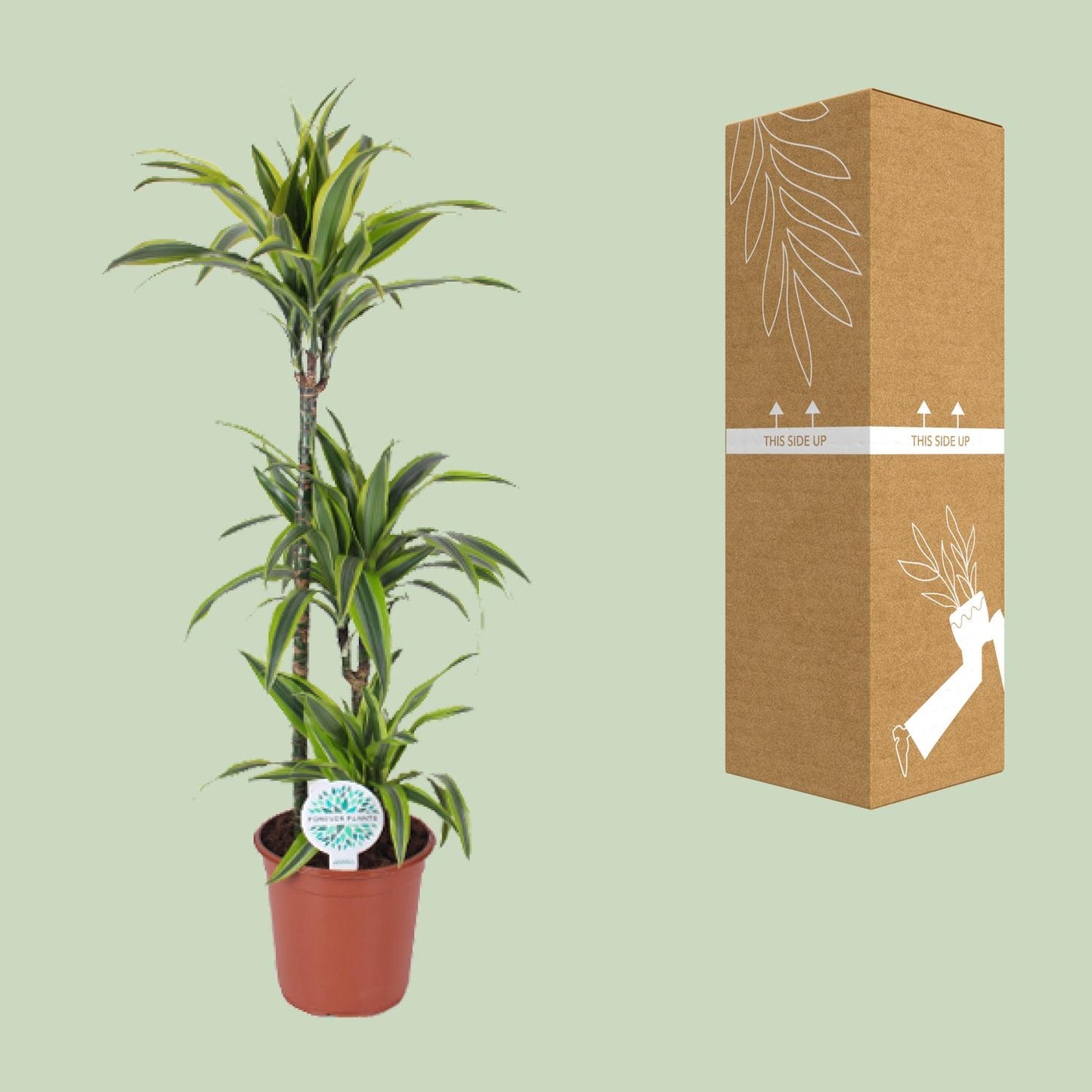 Dracaena Lemon Lime - Ø24cm - ↕120cm - Pflanzfix24