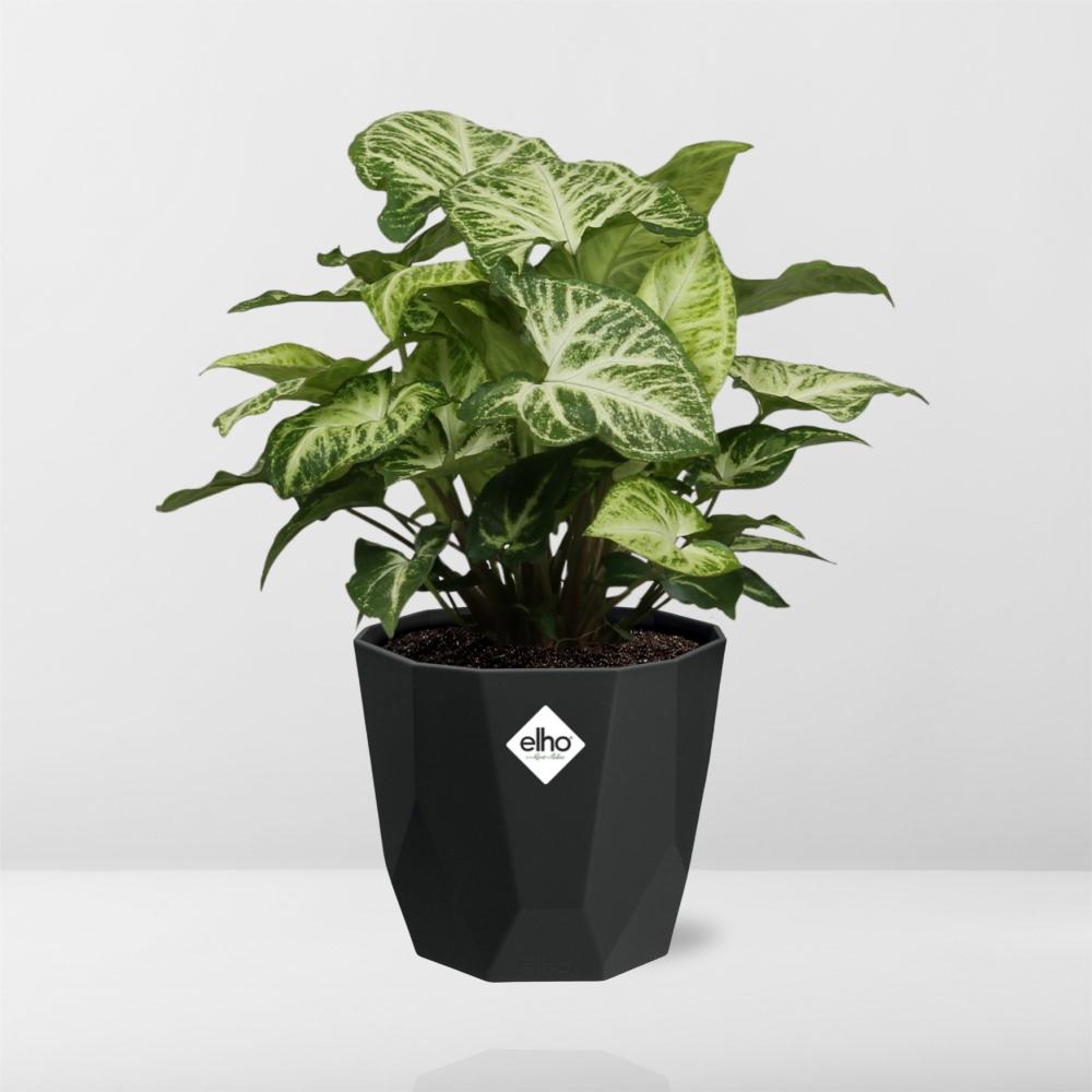 Syngonium Arrow in 14cm b.for rock living black - Pflanzfix24