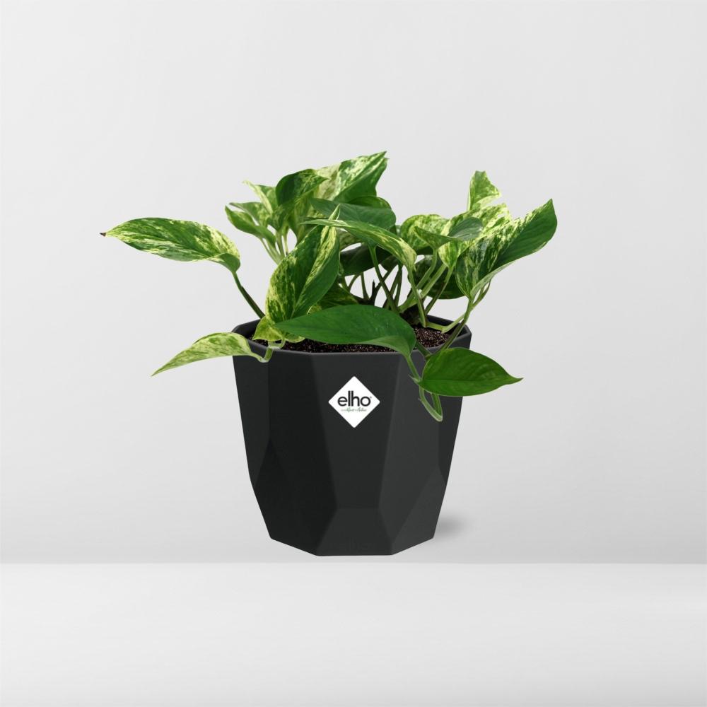 Scindapsus Marble Queen 14cm - Pflanzfix24