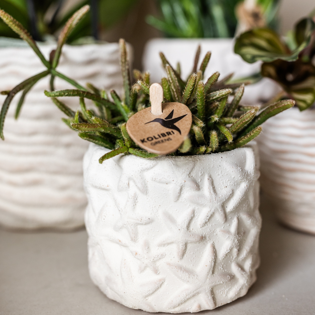 Star Fish Dekotopf Off White Ø6cm – Kolibri Home | Pflanzfix24.de - Pflanzfix24.de