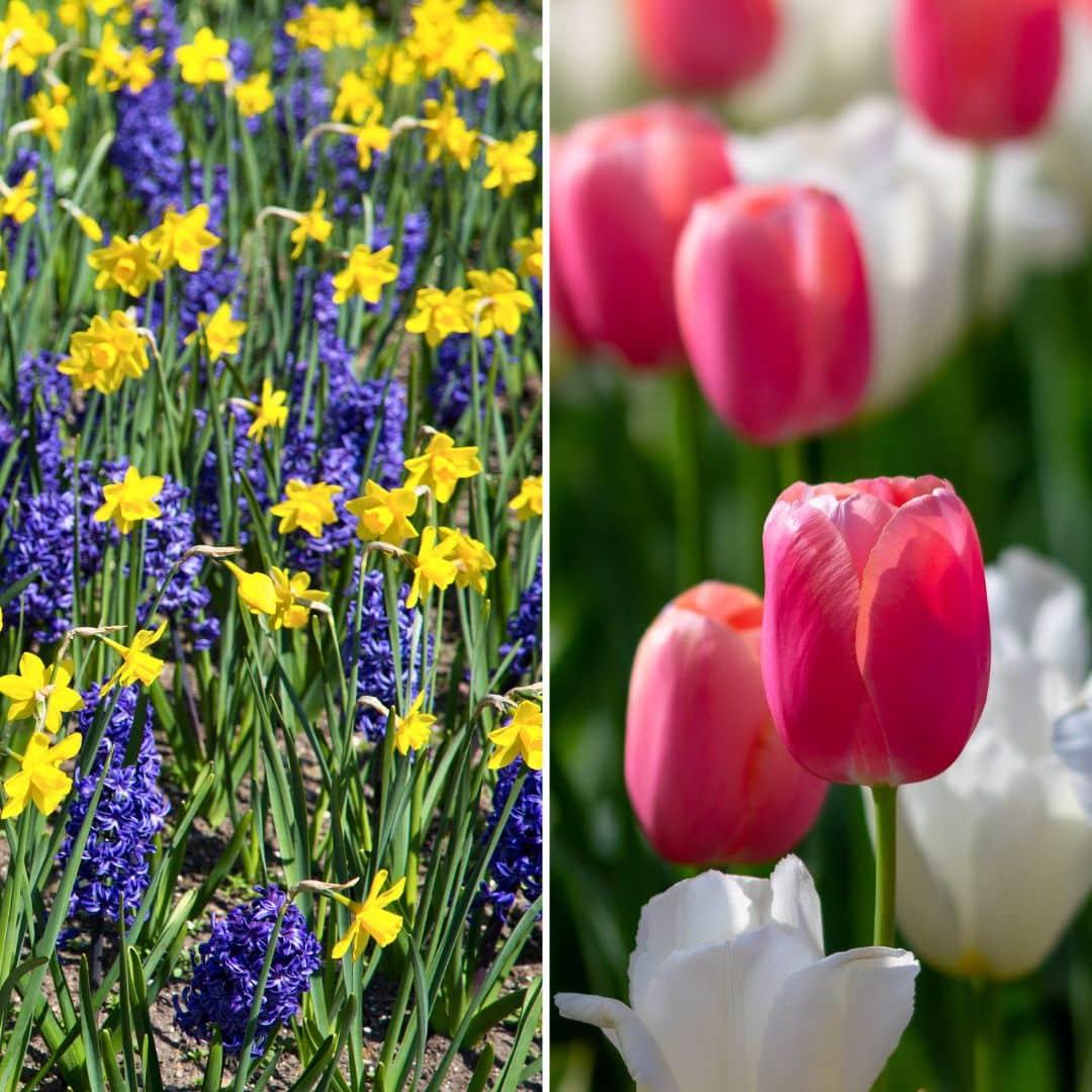Flowerbulbs Amsterdam - Medium Holland Mix - 50 Blumenzwiebeln - Pflanzfix24