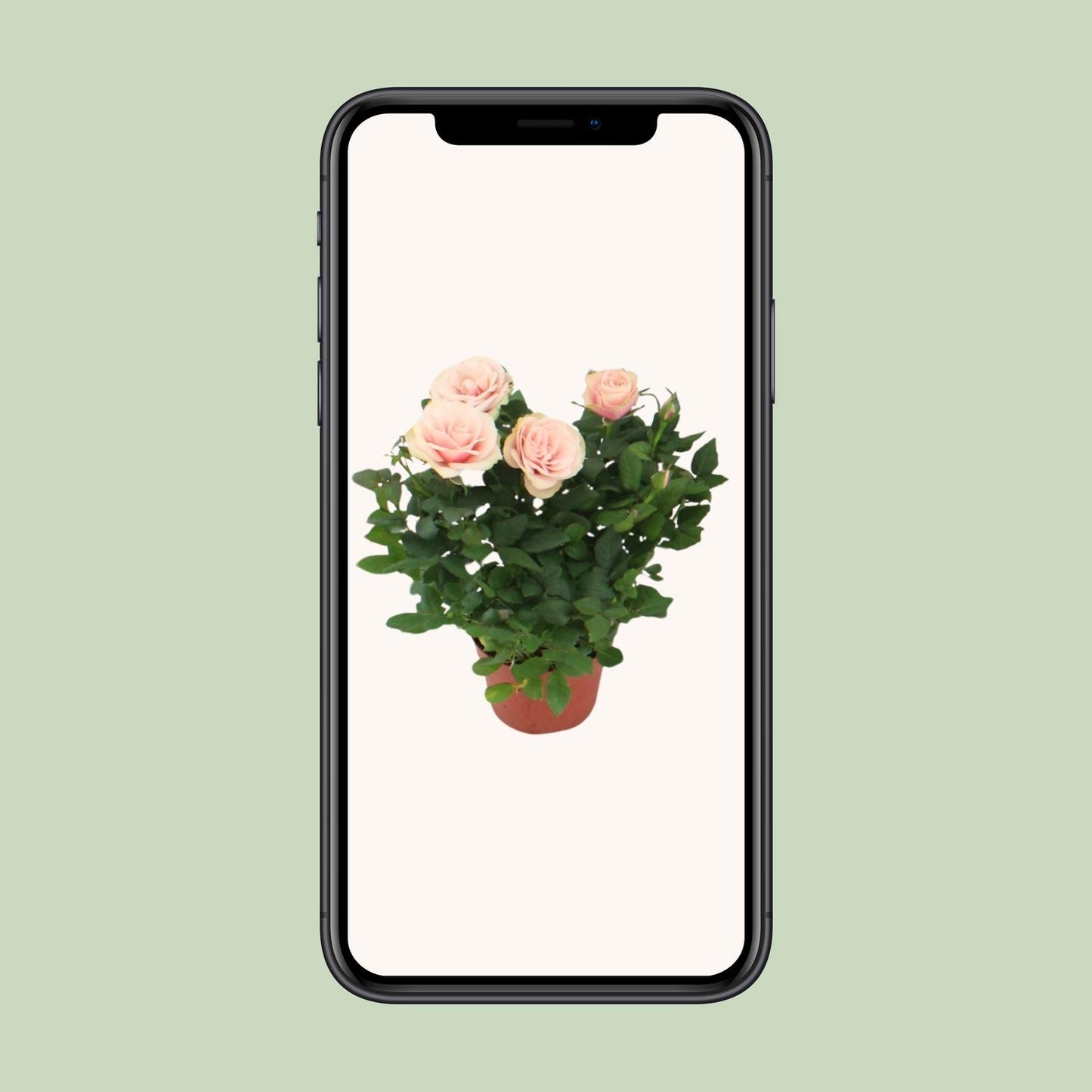 Rosa Light Pink - Ø12cm - ↕29cm bei Pflanzfix24