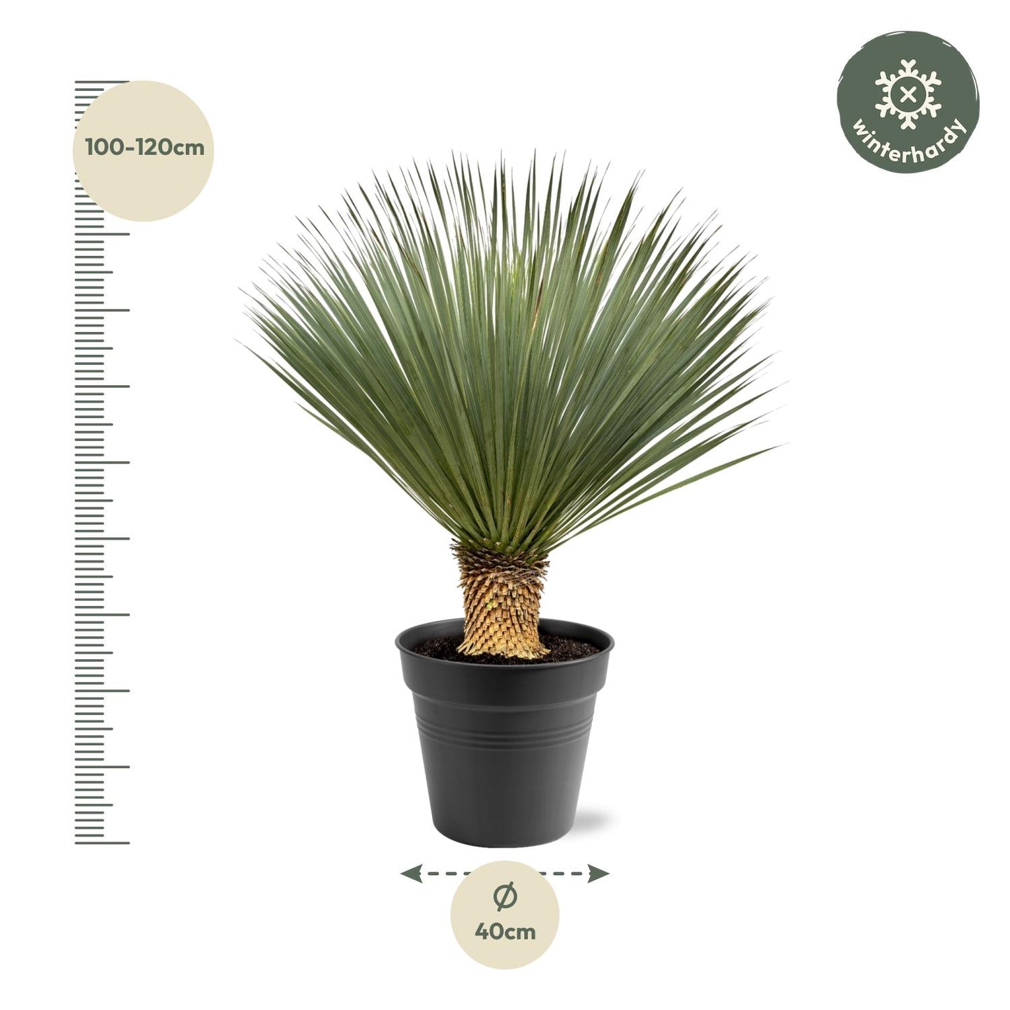 Yucca Rostrata 100-120 cm Topf Ø40 cm – Robust & Exotisch | Pflanzfix24.de - Pflanzfix24.de