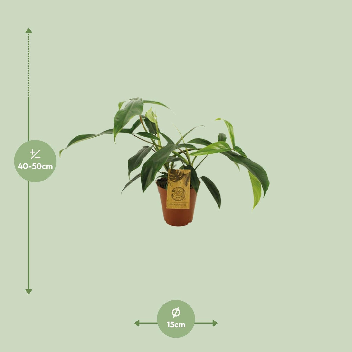 Philodendron 69686 'bette waterbury' - Ø15cm - ↕50cm - Pflanzfix24