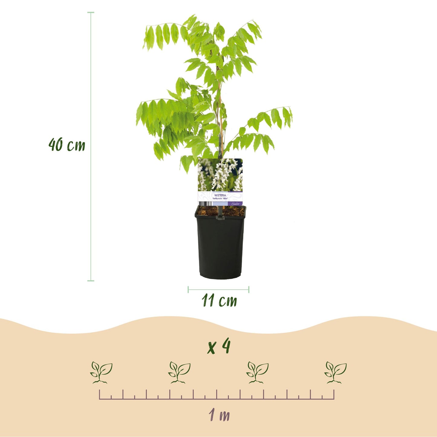 Pflanzfix24.de - Wisteria floribunda Tricolour - 3 Pflanzen - Topf 11cm - Pflanzfix24.de