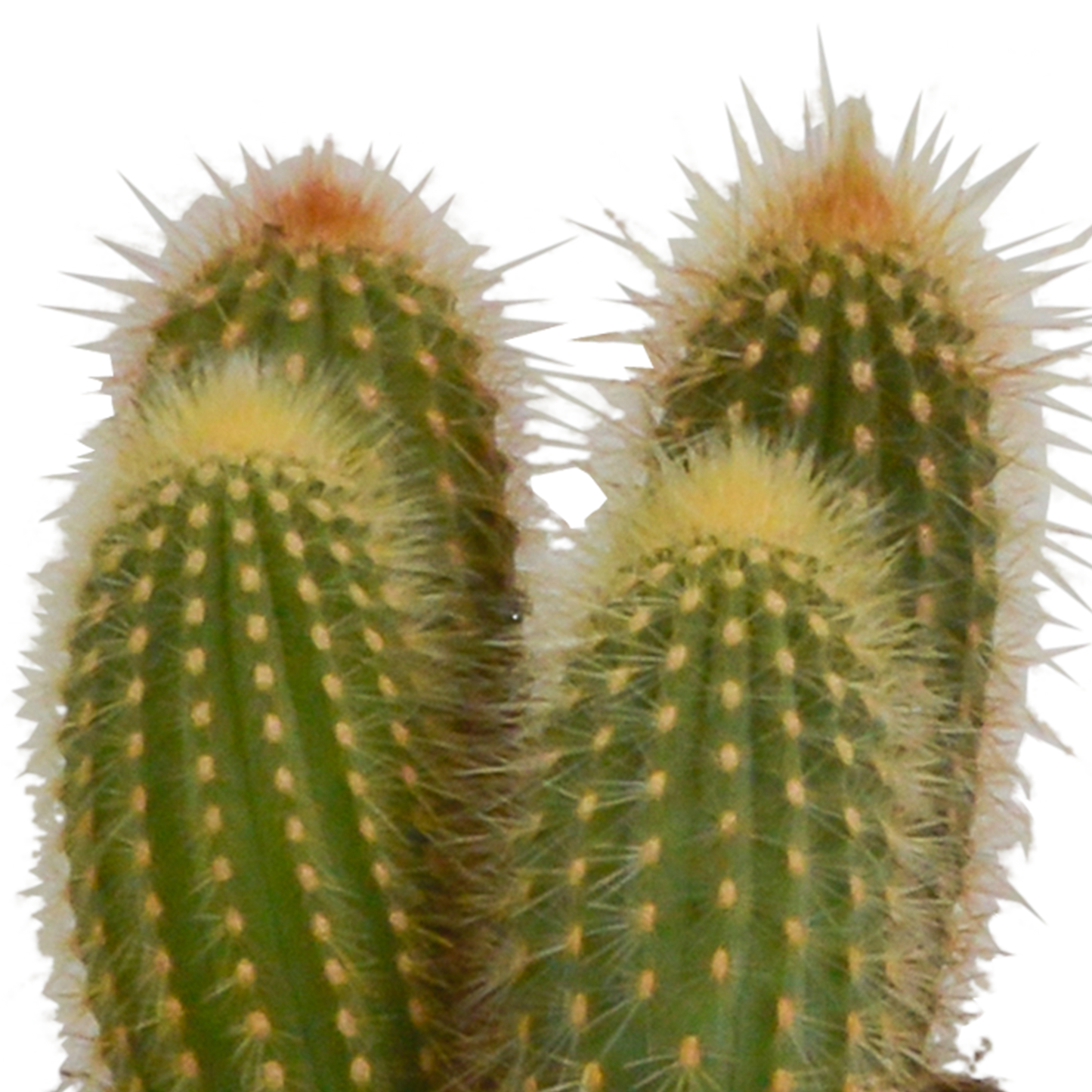 Cereus-Mischung 10,5 cm - 3x - in witte pot - Pflanzfix24.de - Pflanzfix24.de