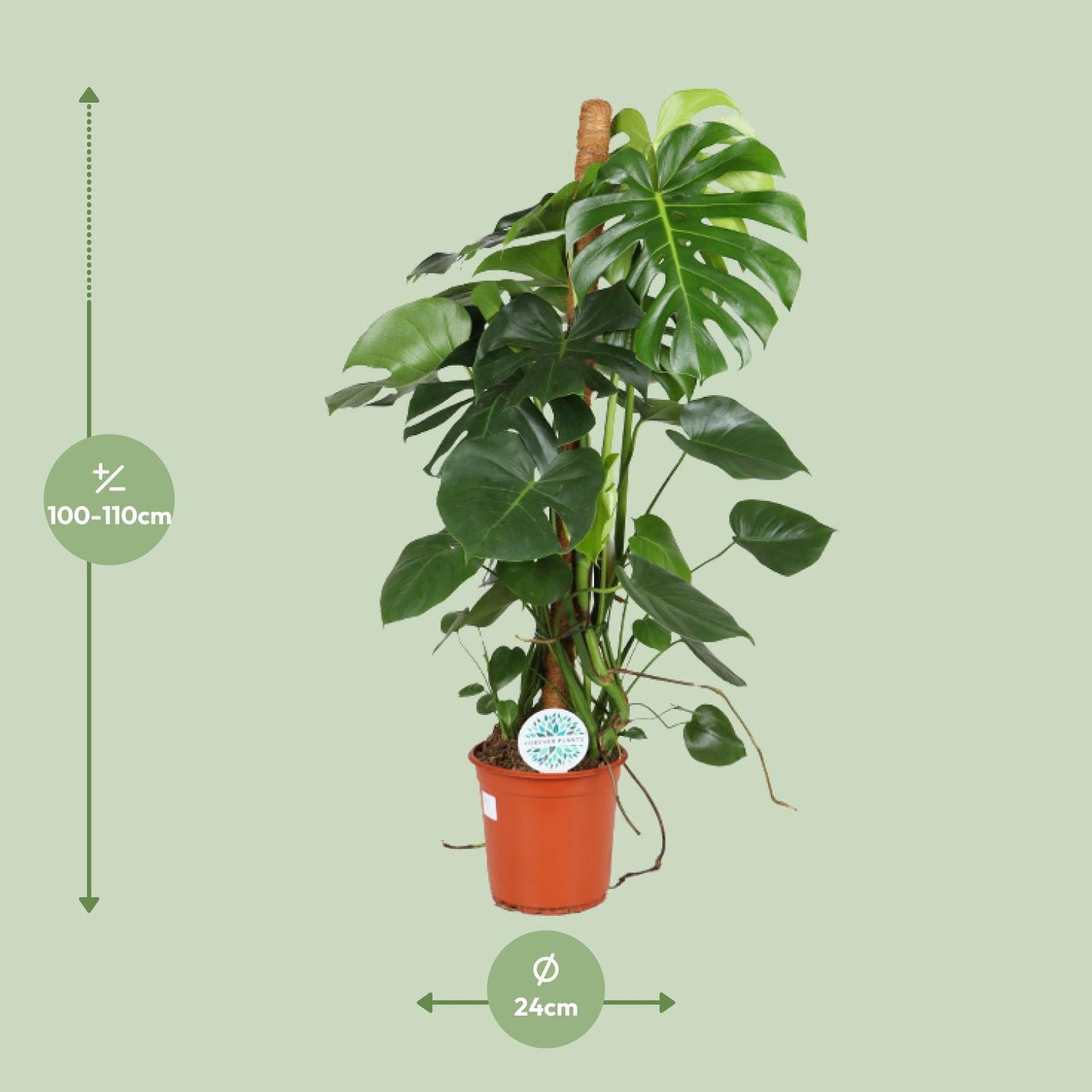 Monstera Deliciosa Ø24cm 105cm Höhe – Pflanzfix24.de - Pflanzfix24.de