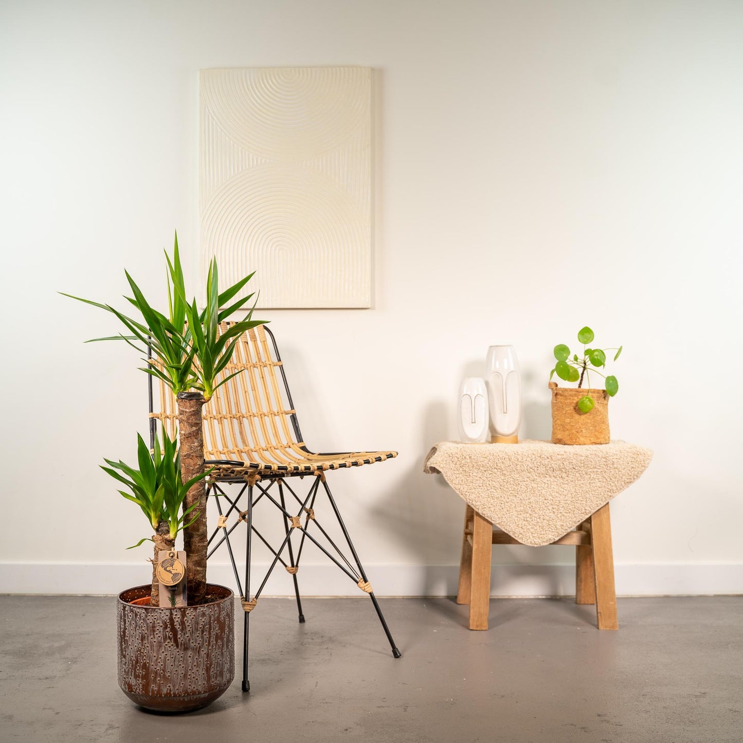Yucca mit Topf - ↨100cm - Ø21cm bei Pflanzfix24