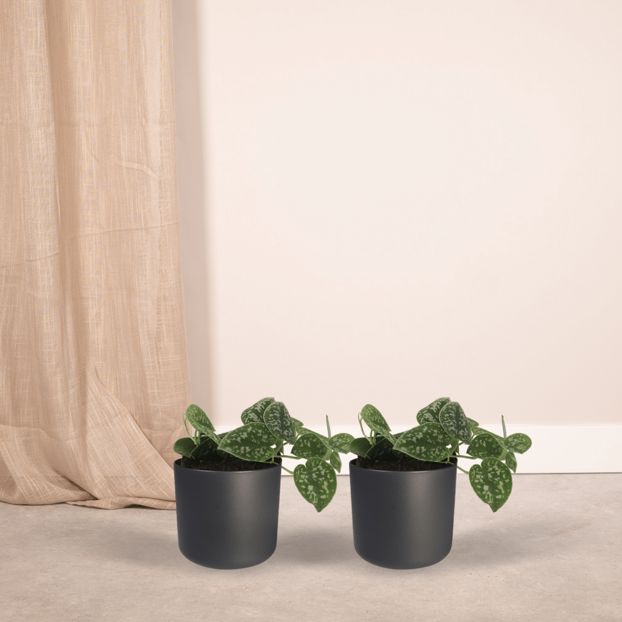 2x Scindapsus Pictus - Epipremnum - 15cm - ø12 - Pflanzfix24.de - Pflanzfix24.de