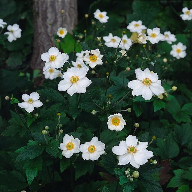 12x Anemone hyb. 'Honorine Jobert' – Herbstanemone – Pflanzfix24.de - Pflanzfix24.de