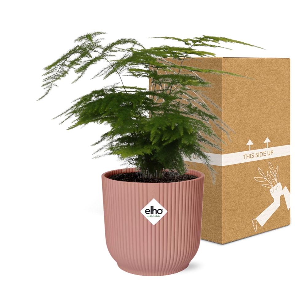 Asparagus Setaceus ‘Plumosus’ 14cm ELHO Topf rosa | Pflanzfix24