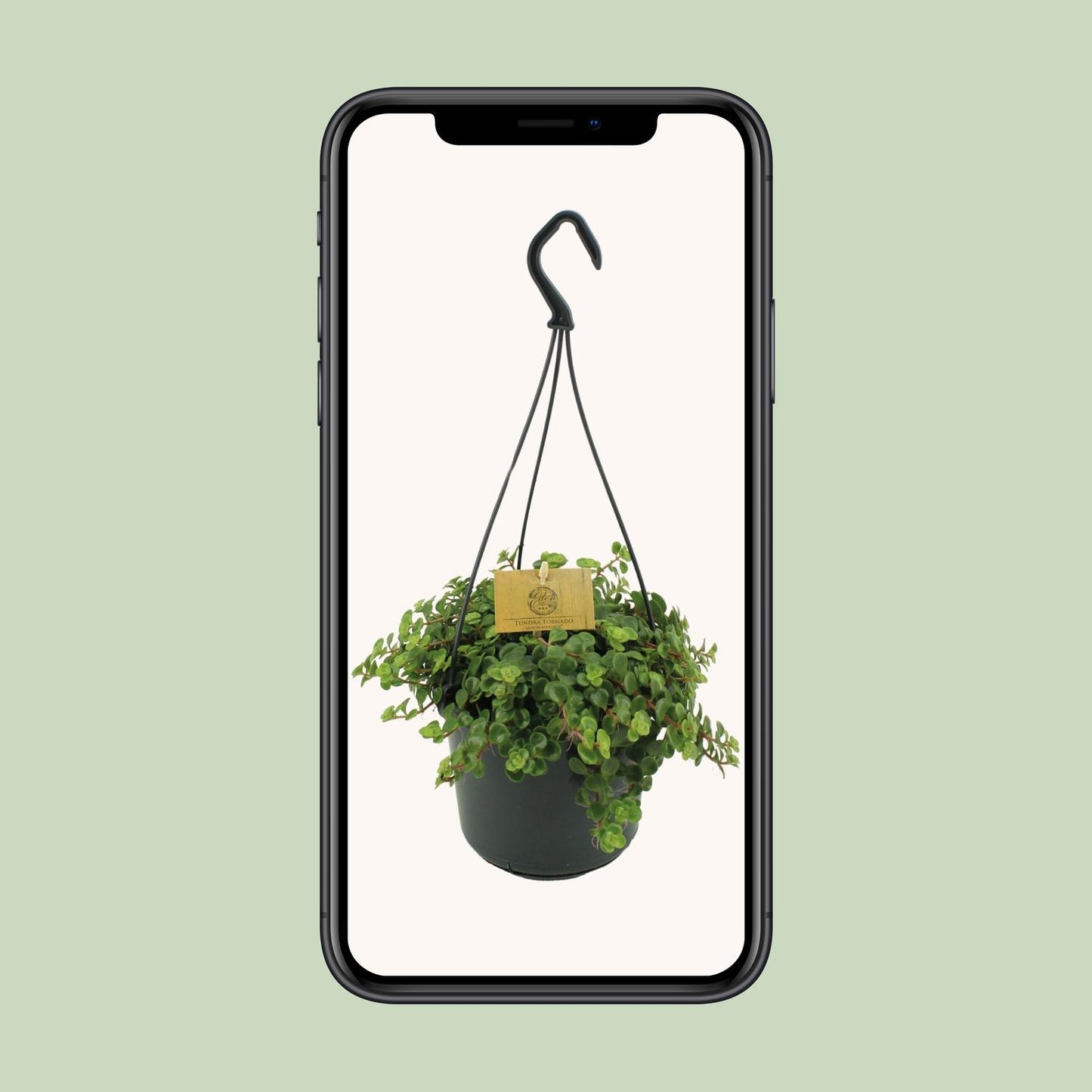 Sedum Tornado - Ø15cm - ↕25cm von Pflanzfix24