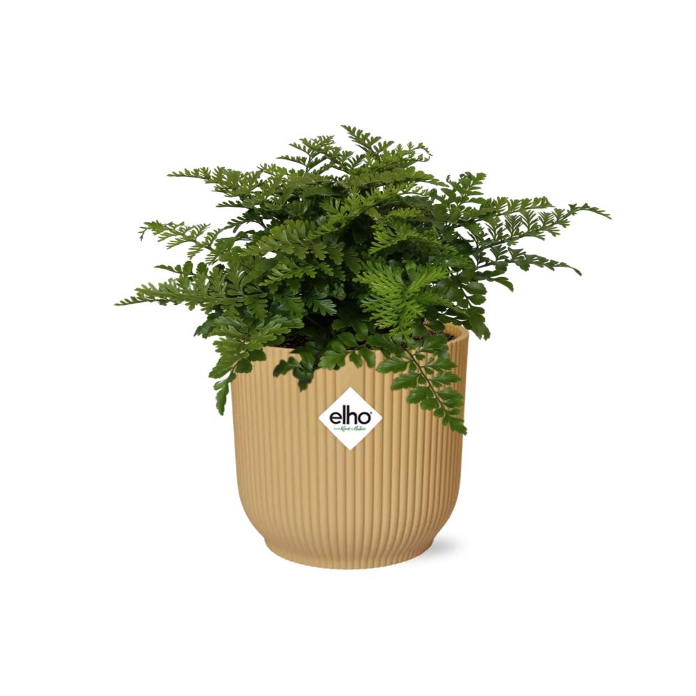 Asplenium Parvati ELHO Vibes Fold 14cm gelb – Luftreinigender Farn | Pflanzfix24