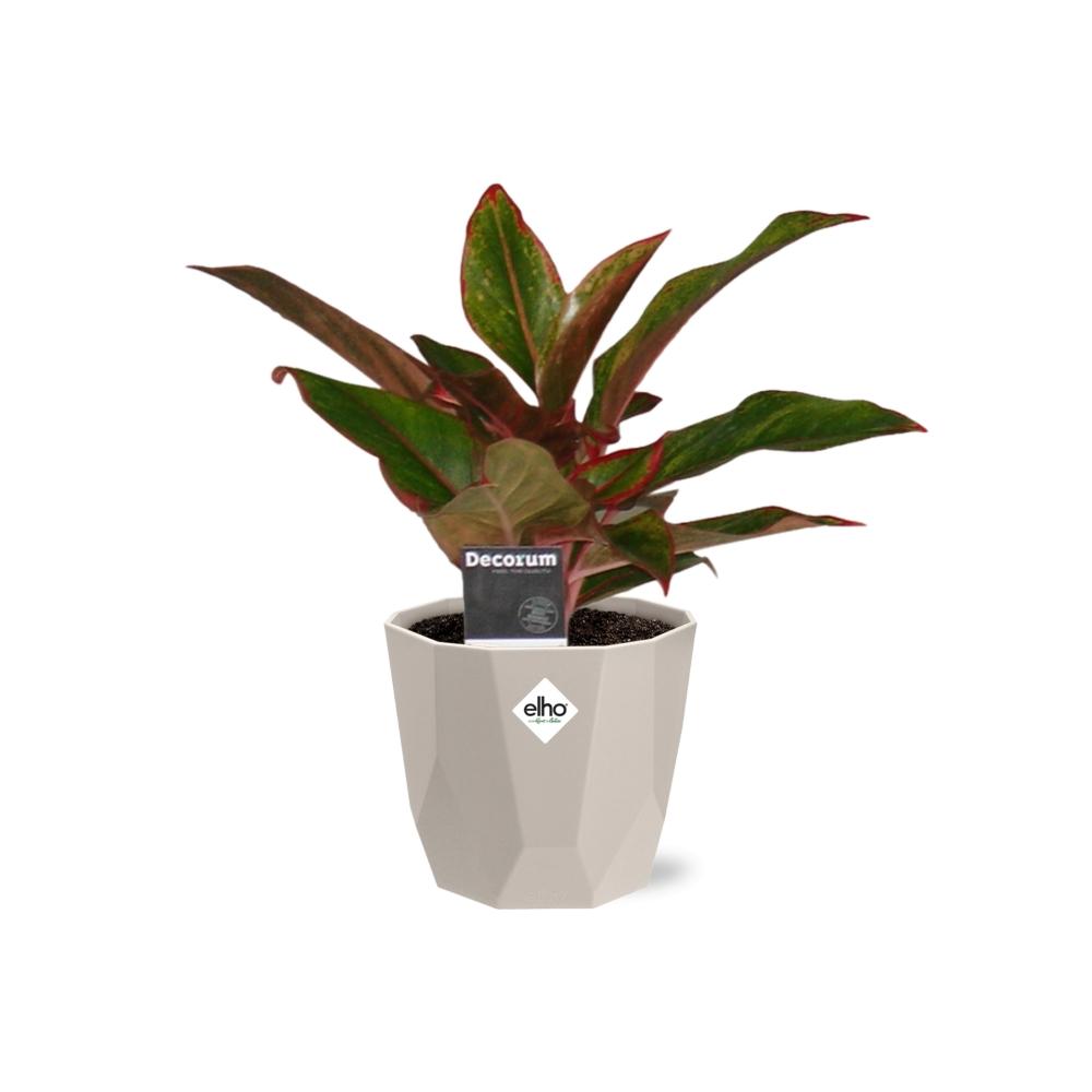 Aglaonema Crete in ELHO b.for rock 14 cm warm grey - Pflanzfix24
