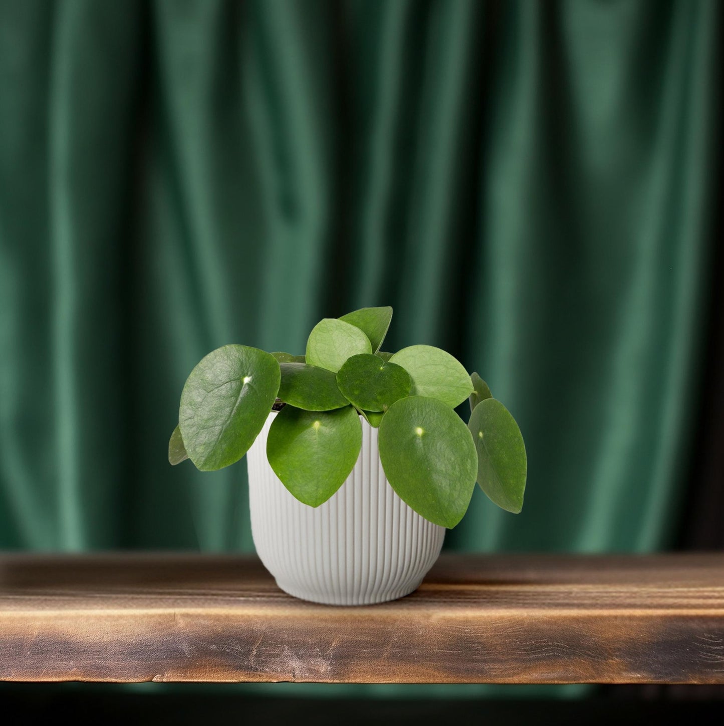 Pilea Peperomioides „Pfannkuchenfabrik“ Ø12cm – Aluminium-Pflanze | Pflanzfix24.de - Pflanzfix24.de