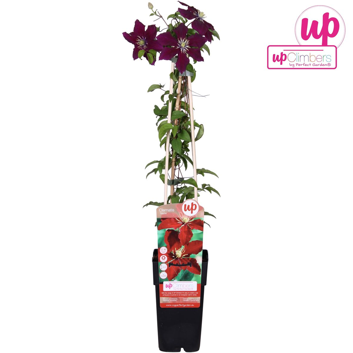 Clematis Niobe - 65cm - Ø15 - Pflanzfix24.de - Pflanzfix24.de