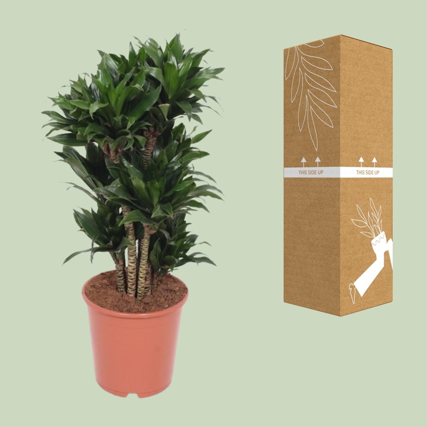 Dracaena Compacta - Ø24cm - ↕80cm - Pflanzfix24.de - Pflanzfix24.de