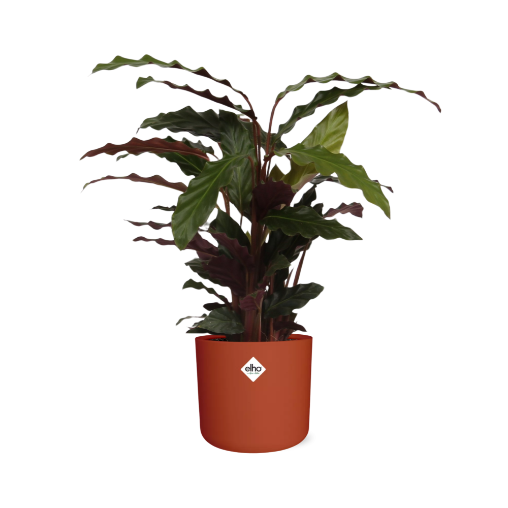 Calathea Rufibarba 'Tropistar' in ELHO b.for soft rond 14cm brique - Pflanzfix24