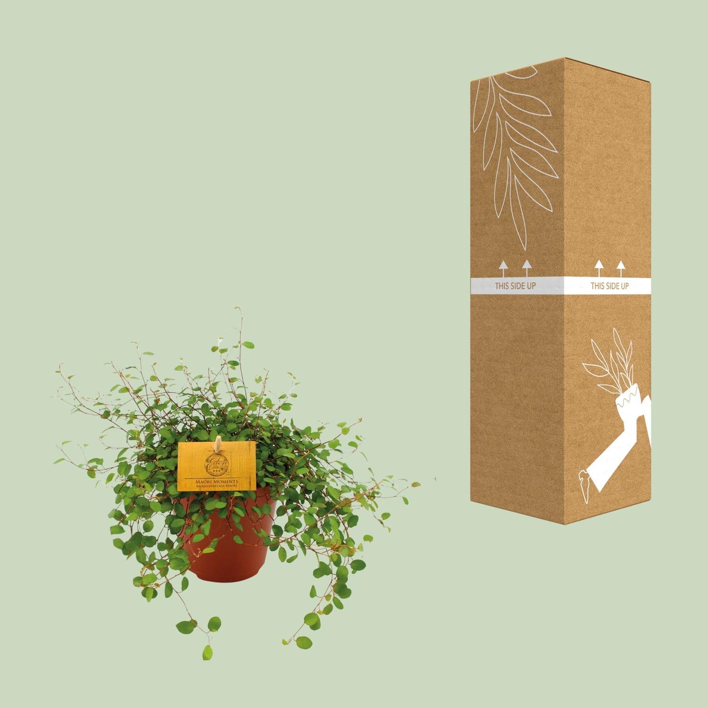 Muehlenbeckia Maori 20cm – Ø12cm Topf – Pflanzfix24.de - Pflanzfix24.de