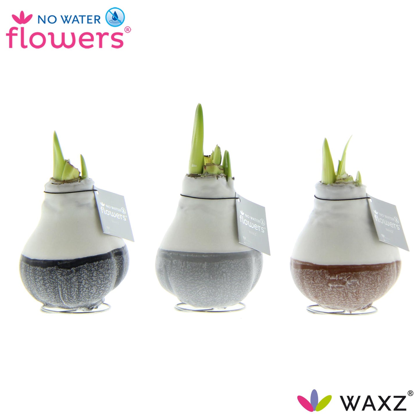 No Water Flowers Waxz Dipz Natural - 3er Pack - Ø7 cm - ↕15 cm bei Pflanzfix24